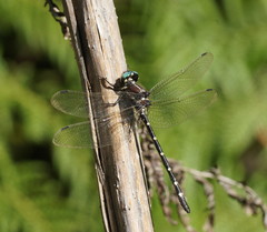 Eusynthemis guttata