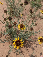 Helianthus ciliaris