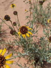 Helianthus ciliaris