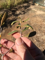 Dendrophthoe glabrescens