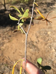 Dendrophthoe glabrescens