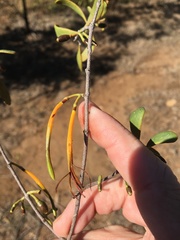 Dendrophthoe glabrescens