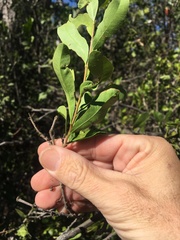 Alectryon diversifolius