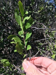 Alectryon diversifolius