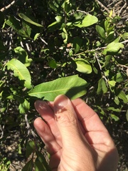 Alectryon diversifolius