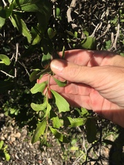 Alectryon diversifolius