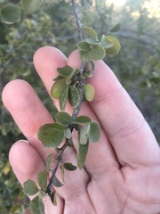 Petalostigma pubescens