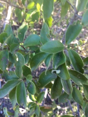 Petalostigma pubescens