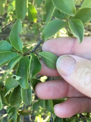 Petalostigma pubescens