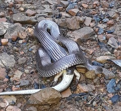 Trachylepis