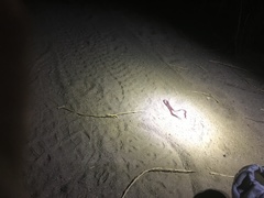 Rena humilis humilis