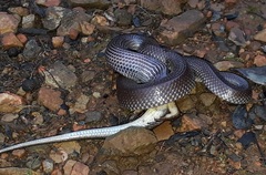 Trachylepis