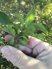 Petalostigma pubescens