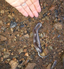 Trachylepis