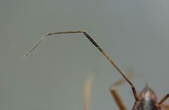 Orectoderus
