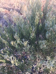 Senna artemisioides artemisioides