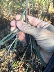 Grevillea parallela