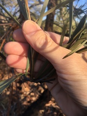 Grevillea parallela