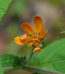 Smallanthus oaxacanus
