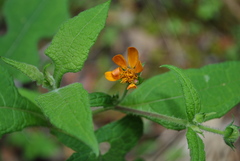 Smallanthus oaxacanus