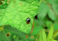 Chrysomelidae