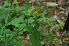 Smallanthus oaxacanus