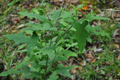 Smallanthus oaxacanus