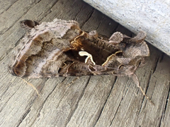 Autographa pseudogamma