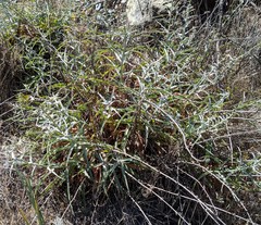 Stephanomeria cichoriacea