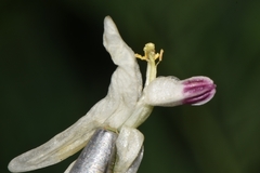 Corydalis caseana brachycarpa
