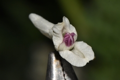 Corydalis caseana brachycarpa