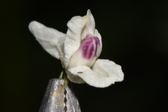 Corydalis caseana brachycarpa