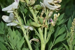 Corydalis caseana brachycarpa