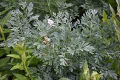 Corydalis caseana brachycarpa