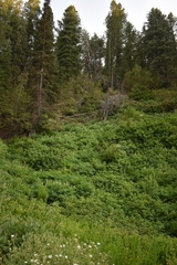 Corydalis caseana brachycarpa