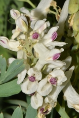Corydalis caseana brachycarpa