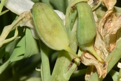 Corydalis caseana brachycarpa