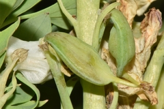Corydalis caseana brachycarpa