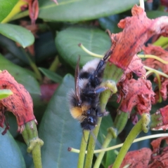 Bombus cryptarum