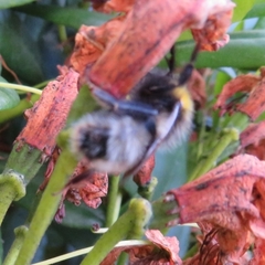 Bombus cryptarum