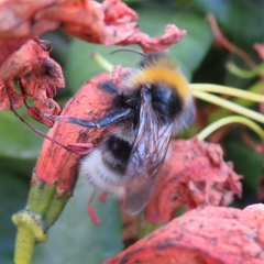 Bombus cryptarum