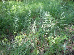Poa arachnifera