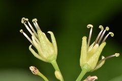 Chlorocrambe hastata