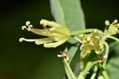 Chlorocrambe hastata