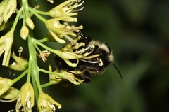 Chlorocrambe hastata