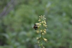 Chlorocrambe hastata