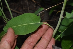 Chlorocrambe hastata