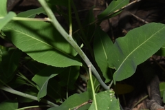Chlorocrambe hastata