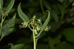 Chlorocrambe hastata