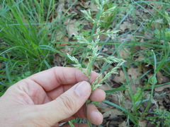 Poa arachnifera